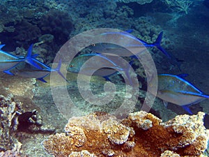 Great Barrier Reef, Underwater