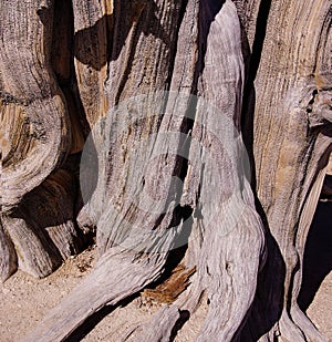 Great Basin bristlecone pine