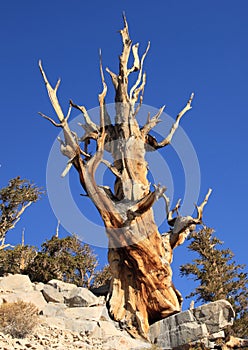 Great Basin Bristlecone Pine Tree