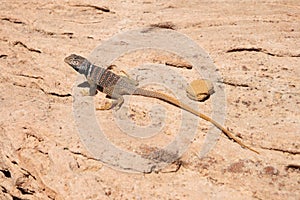 Great basin collared lizard