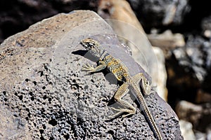 great basin collared lizard, crotaphytus bicinctores, death valley, ca