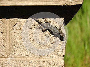 Great basin fence lizard, wildlife, reptiles, lizards