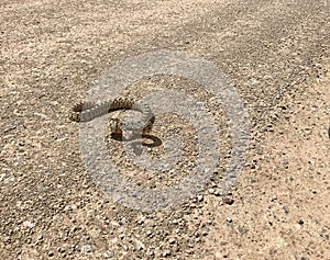 Great Basin Gopher Snake