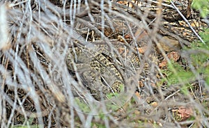 Great Basin Rattler Hiding Behind the Branches