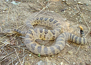 Great Basin Rattlesnake, Crotalus oreganus lutosus photo