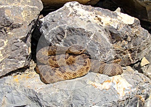 Great Basin Rattlesnake, Crotalus oreganus lutosus photo