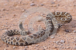 Great Basin Rattlesnake, Crotalus oreganus lutosus