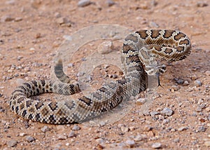 Great Basin Rattlesnake, Crotalus oreganus lutosus