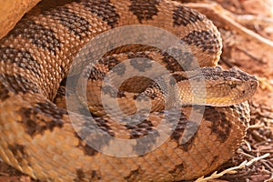 Great basin rattlesnake curled up in the shade