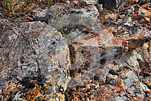 Great basin rattlesnake subspecies of Crotalus lutosus. Sitting camouflaged in the sun warming on rocks by Deer Creek Reservoir hi