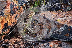 Great basin rattlesnake subspecies of Crotalus lutosus. Sitting camouflaged in the sun warming on rocks by Deer Creek Reservoir hi