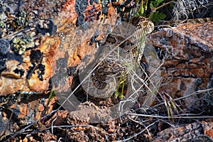 Great basin rattlesnake subspecies of Crotalus lutosus. Sitting camouflaged in the sun warming on rocks by Deer Creek Reservoir hi