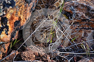 Great basin rattlesnake subspecies of Crotalus lutosus. Sitting camouflaged in the sun warming on rocks by Deer Creek Reservoir hi