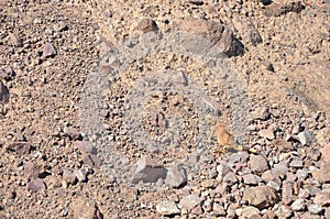 Great basin whiptail on the rocks in Nevada.