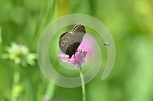 Great Basin Wood Nymph Butterfly on wildflower.