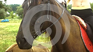 Great beautiful kind eyes horse closeup