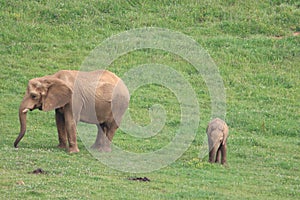Great beautiful wild animal elephants huge tusks photo