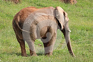 Great beautiful wild animal elephants huge tusks photo