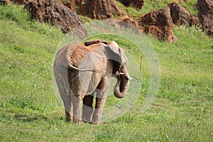 Great beautiful wild animal elephants huge tusks photo