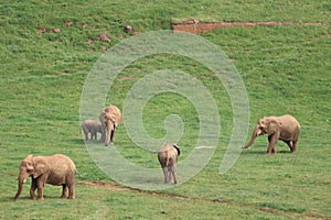 Great beautiful wild animal elephants huge tusks photo