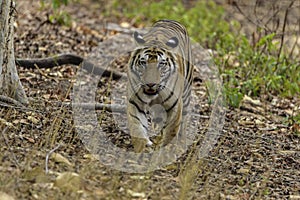 Great Bengal Tiger male in their nature habitat. Close Up of Tiger walk. Wildlife scene with Danger Animal. Hot summer in India. D