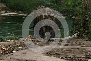 Great Bengal Tiger male in their nature habitat. Close Up of Tiger walk. Wildlife scene with Danger Animal. Hot summer in India. D