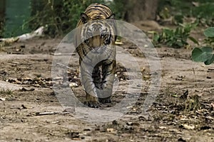 Great Bengal Tiger male in their nature habitat. Close Up of Tiger walk. Wildlife scene with Danger Animal. Hot summer in India. D