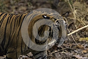 Great Bengal Tiger male in their nature habitat. Close Up of Tiger walk. Wildlife scene with Danger Animal. Hot summer in India. D