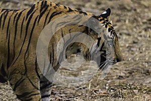 Great Bengal Tiger male in their nature habitat. Close Up of Tiger walk. Wildlife scene with Danger Animal. Hot summer in India. D