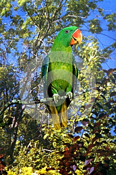 Great Billed Parrot, tanygnathus megalorhynchos, Adult standing on Branch