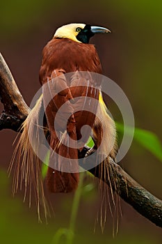 Great Bird-of-paradise, Paradisaea apoda, beautiful bird from islands of Papua New Guinea. Rare bird from Asia. Bird-of-paradise photo