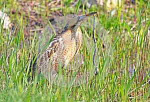 Great Bittern