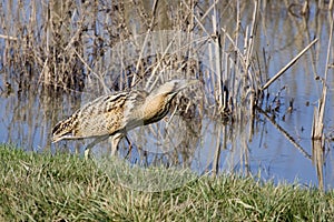 Great Bittern