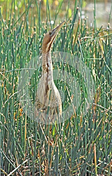 Great bittern