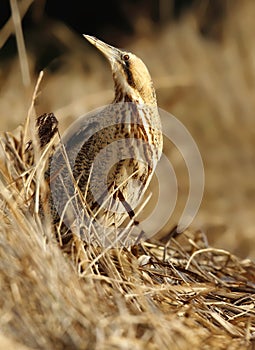 Great Bittern