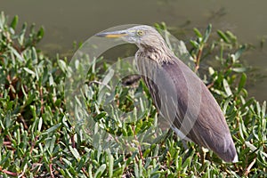 Great Bittern