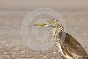 Great Bittern