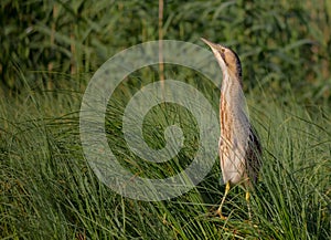 Great bittern - Botaurus stellaris