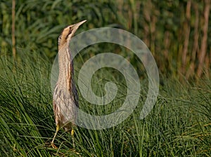 Great bittern - Botaurus stellaris