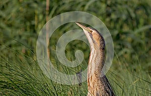 Great bittern - Botaurus stellaris