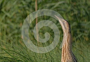 Great bittern - Botaurus stellaris