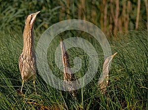 Great bittern - Botaurus stellaris