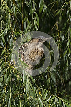 Great Bittern