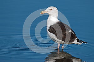 Great Black-Backed Gull