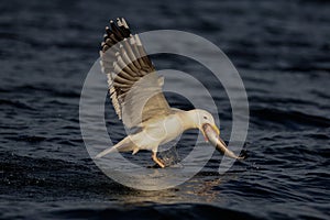 Great black-backed gull catch the fish, romsdalfjord