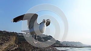 A Great Black-backed Gull in close-up preparing to take-off, then flying over the sea. Ringed bird, blue sky. The largest gull.