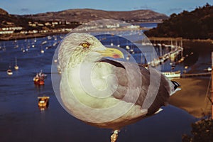 Great black-backed gull at the Conway Bay Harbor