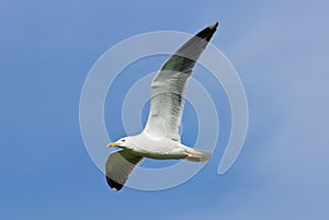 Great Black Backed Gull in flight.