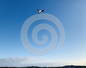 A great black-backed gull fly up high in the sky.