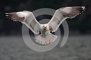 Great black backed gull are flying , norway